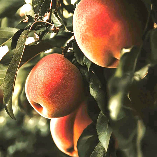 Mid-Pride Peach Tree Grow Organic