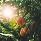 Mid-Pride Peach Tree Grow Organic