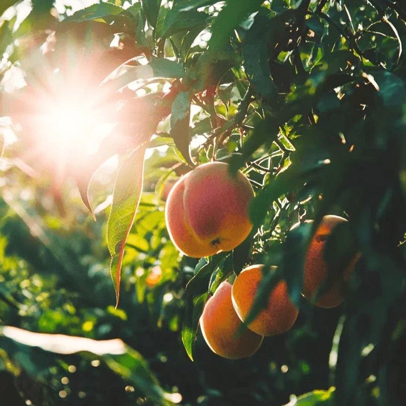 Mid-Pride Peach Tree Grow Organic