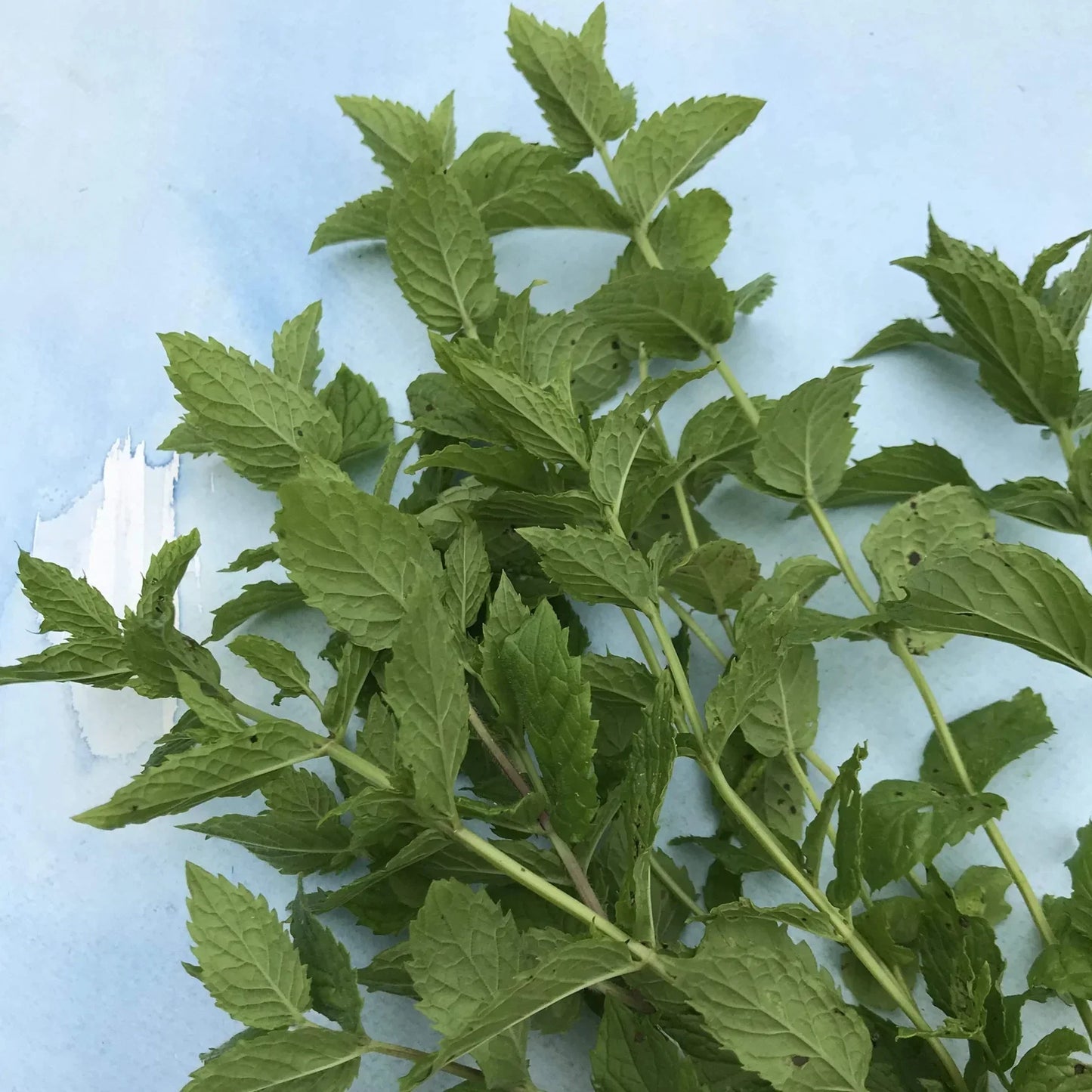 seeds for tea garden Tea Garden Seeds Mix (Organic)