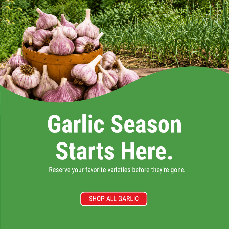 Fall Planting - 2026 - Shop Garlic-Varieties at Grow Organic