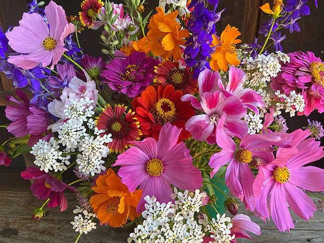 monarch butterfly wildflower seed mix 'Monarch Butterfly Flowers Mix' Pollinator Flowers