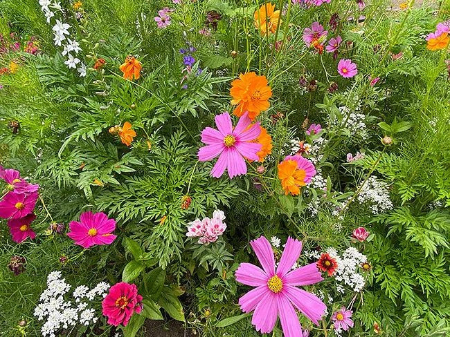 monarch butterfly wildflower seed mix 'Monarch Butterfly Flowers Mix' Pollinator Flowers