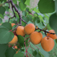 Moorpark Apricot Tree (Potted)