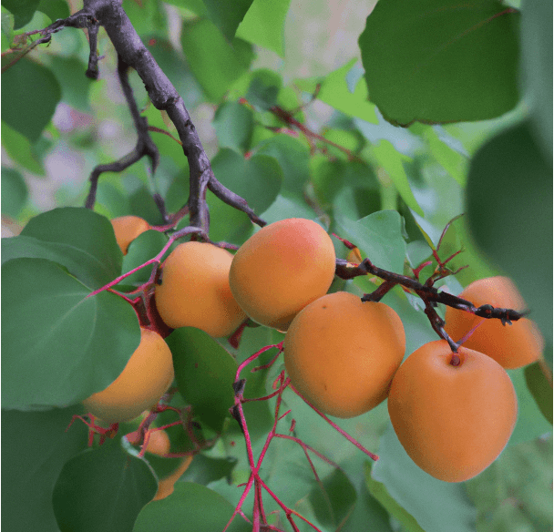 Moorpark Apricot Tree