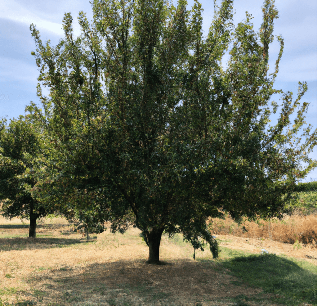 Moorpark Apricot Tree (Potted)