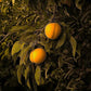 Muir Peach Tree Grow Organic