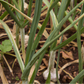 Conventionally Grown Garlic, Music (lb)