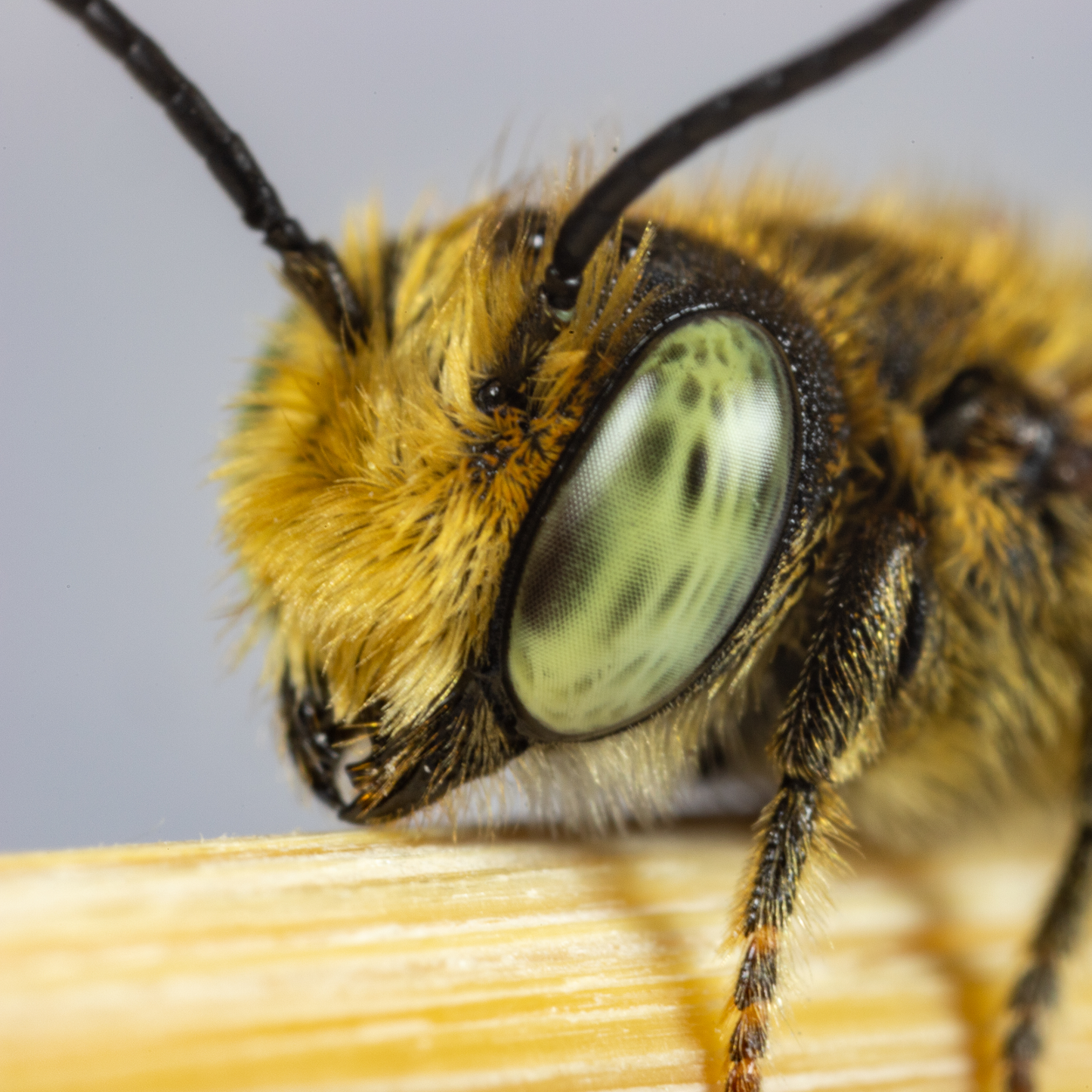 Summer Leaf Bees - (200ct) Free FedEx 2-Day Mail DEPRECATED CrownBees