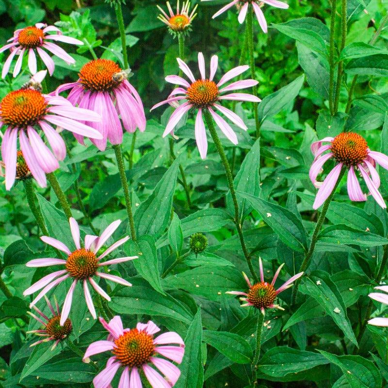 Organic Narrow-leaf Echinacea (1 gallon)