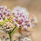 Narrowleaf Milkweed Seeds