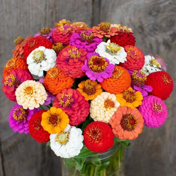 Organic Dahlia Mix Zinnia Seeds High Mowing Seeds