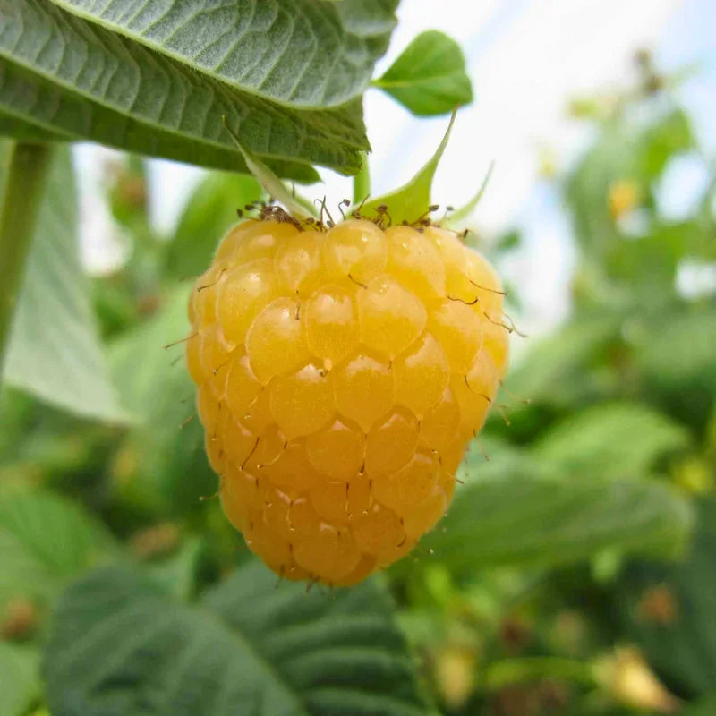 Organic Honey Jewel Raspberry 1 Gallon Grow Organic