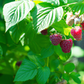 Organic Raspberry (1 Gallon)