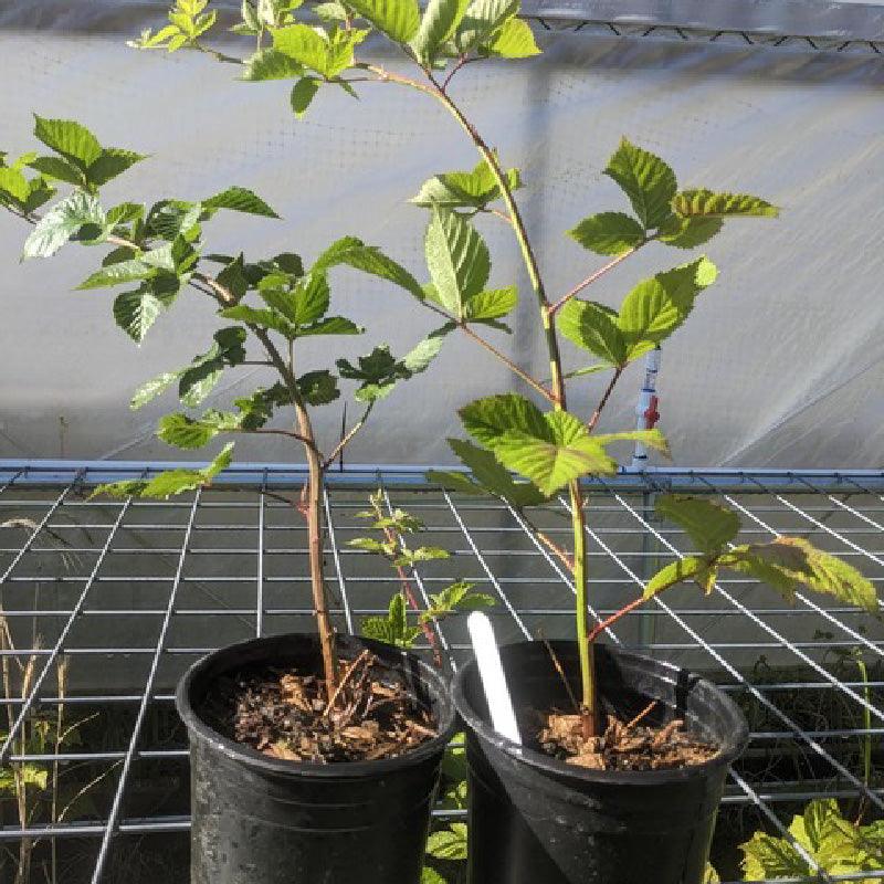 Organic Raspberry (1 Gallon) – Grow Organic