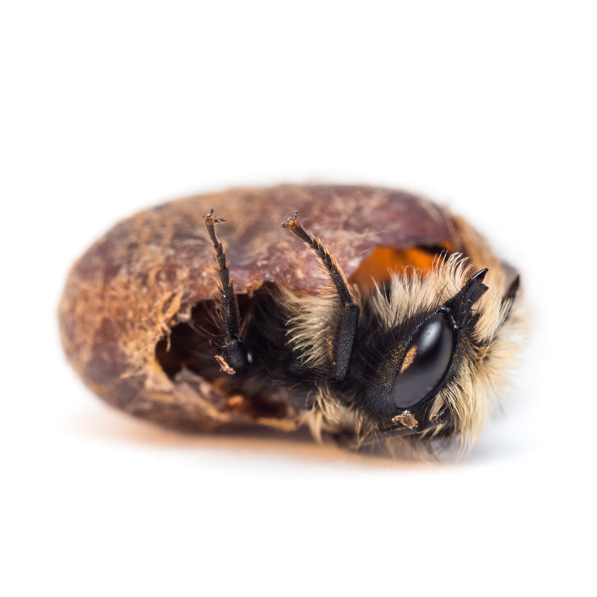 Mason Bees | 40+ OBA Certified Cocoons with Free 2 Day Shipping CrownBees