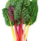 Organic Rainbow Chard