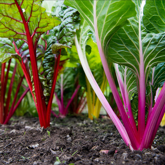 Organic Rainbow Chard