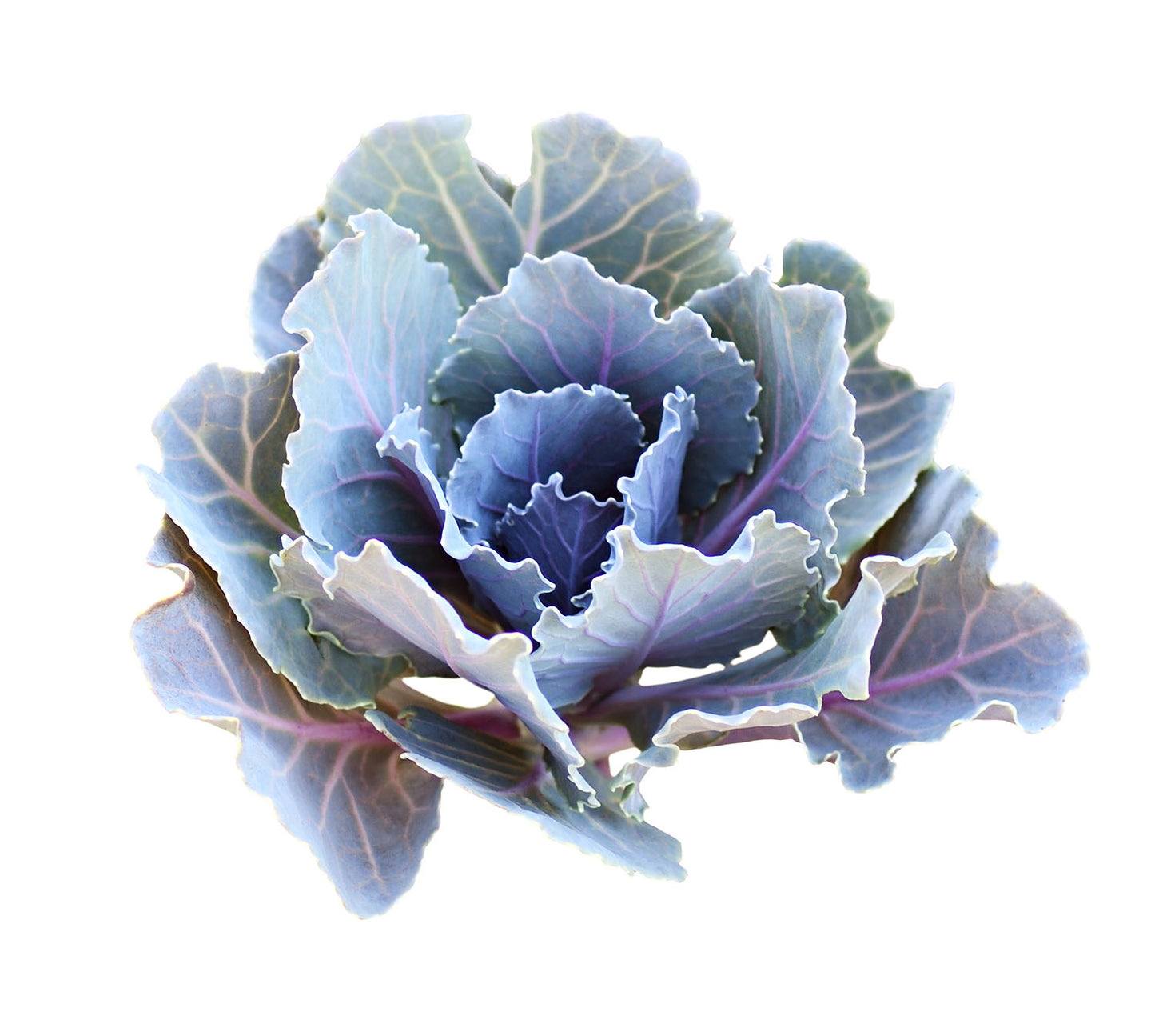 Organic Dazzling Blue Kale