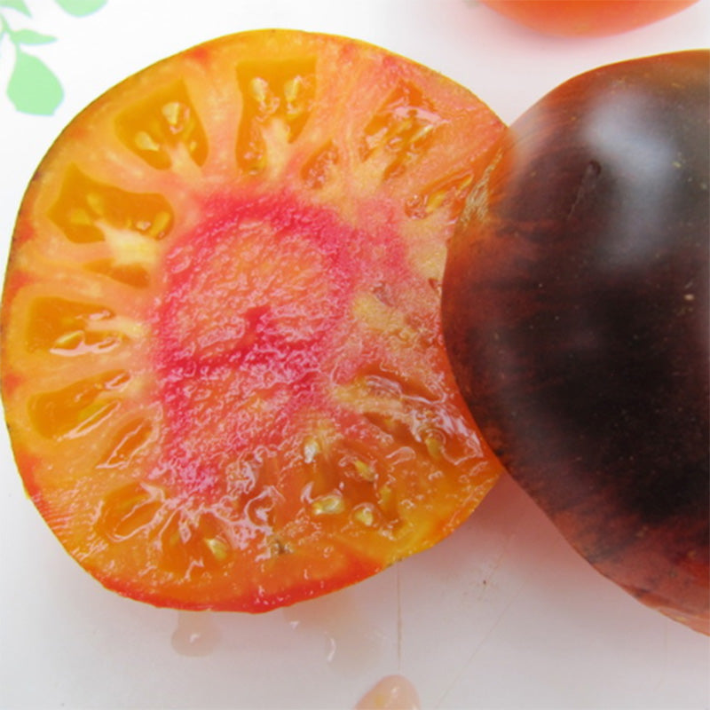 Beautiful Lucid Gem Tomato, Displaying oranges, pinks, and deep reds