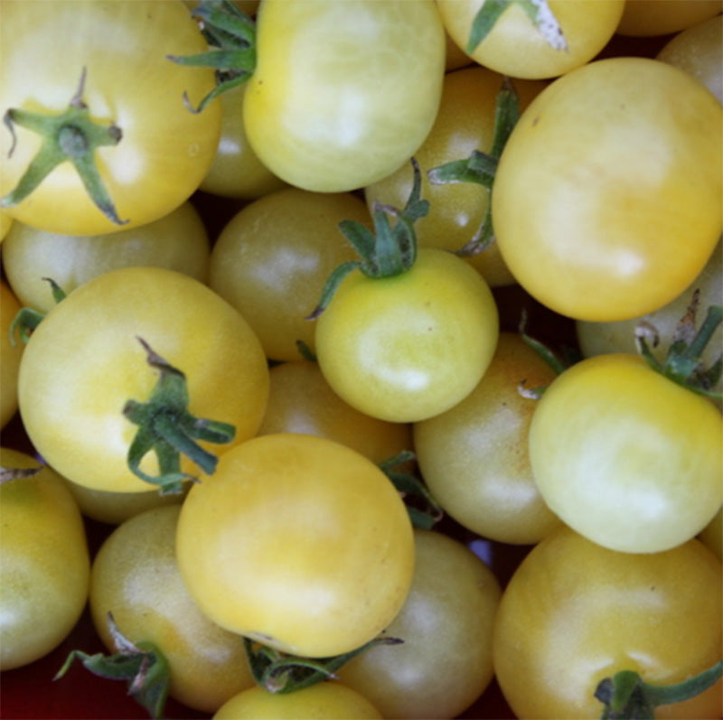 Yellow Napa Chardonnay Tomato by Wild Boar Farms