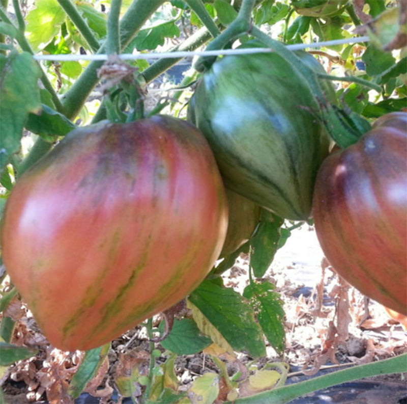 A group of Crushed Heart Tomatoes still on the vine , By Wild Boar Farms
