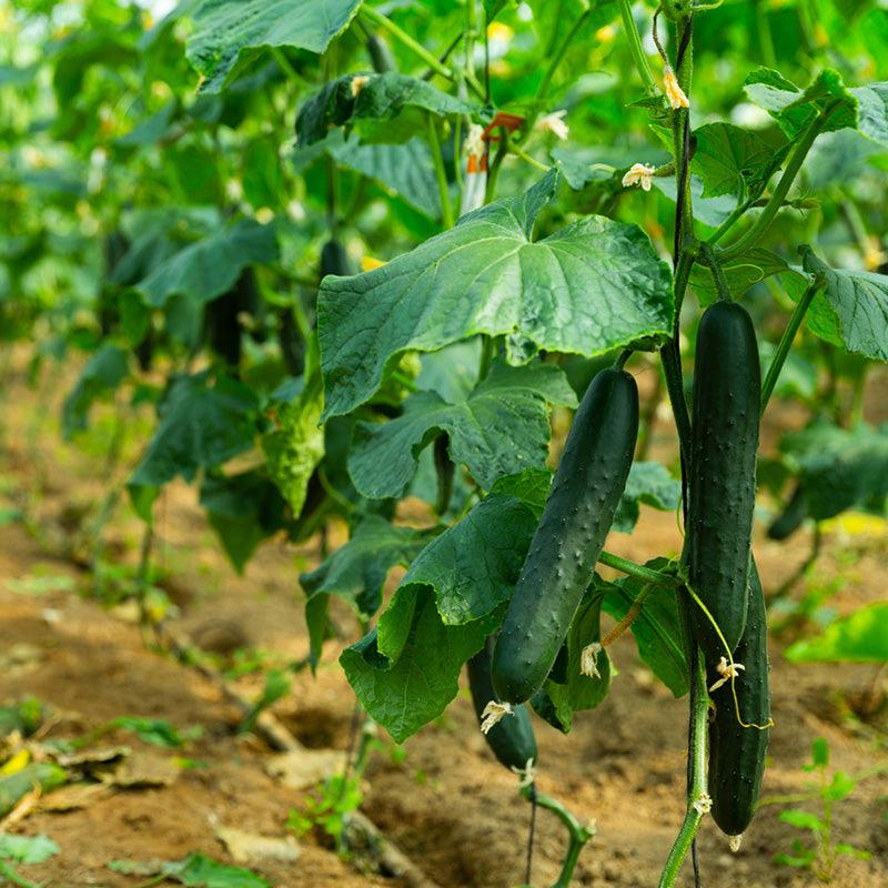 Muncher Cucumbers growing on vine