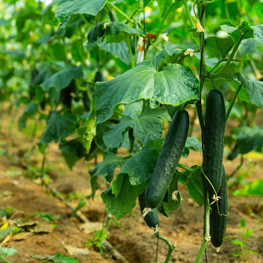 Muncher Cucumbers growing on vine