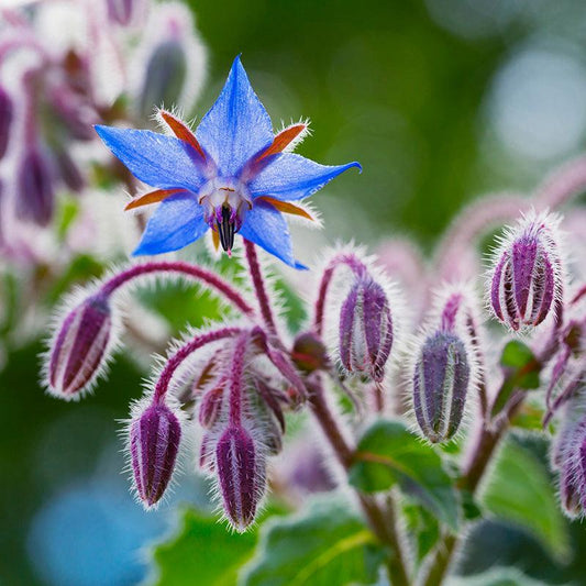 Borage flower blooming 