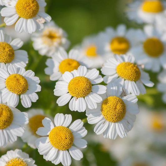 Organic Feverfew Blossoms