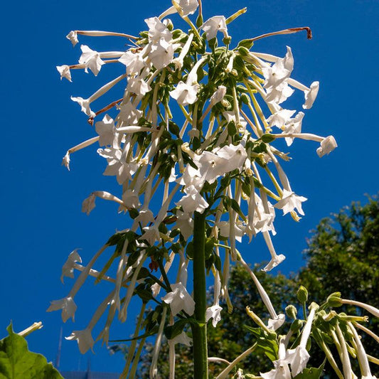 Jasmine Scented Nicotiana Plant Against Sky Background 