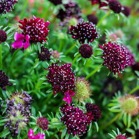 Scabiosa flowers growing together 