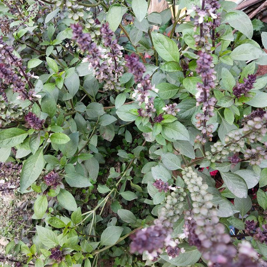 Thai Basil Blooming 