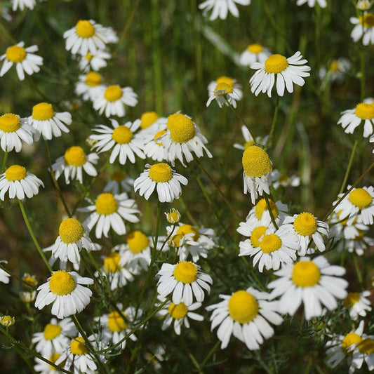 German Chamomile blooms