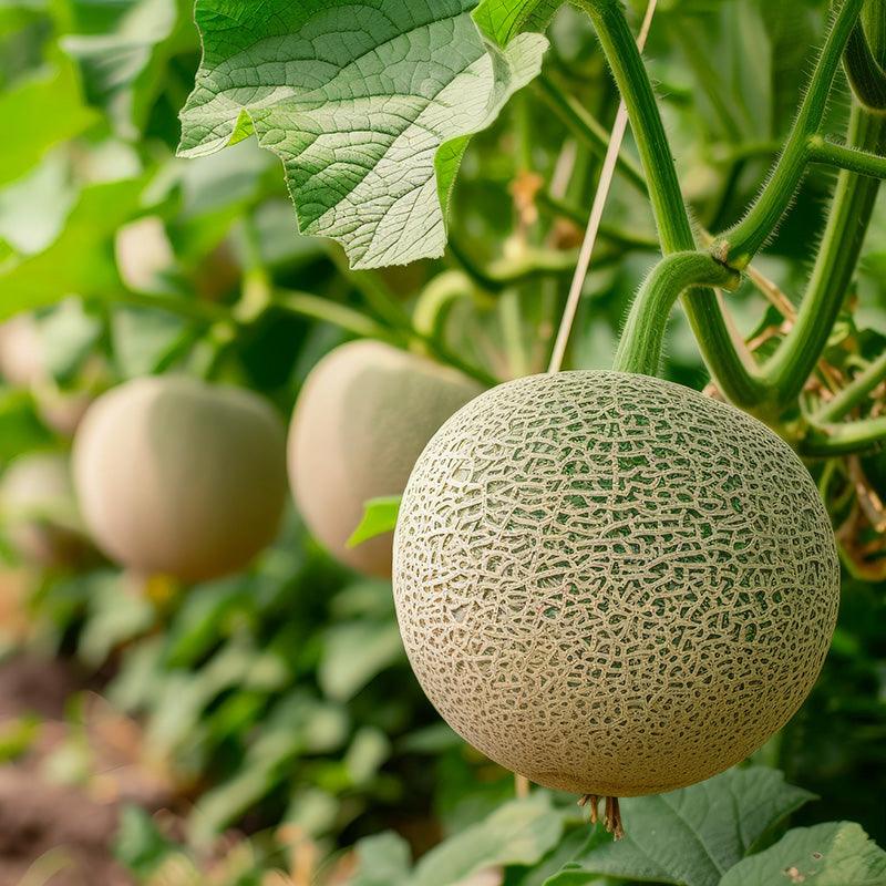 Canteloupe Growing on the vine 