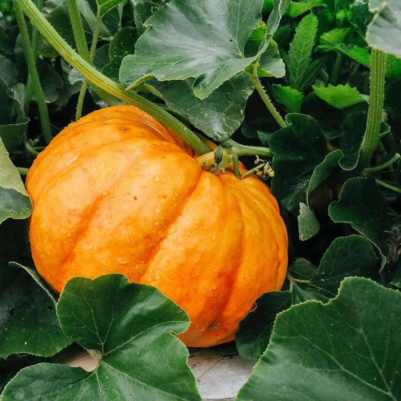 Cinderella Pumpkin on the vine 