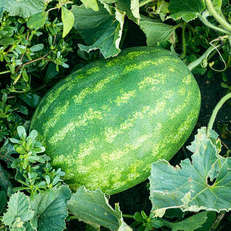 Klondike Blue Watermelon on the vine