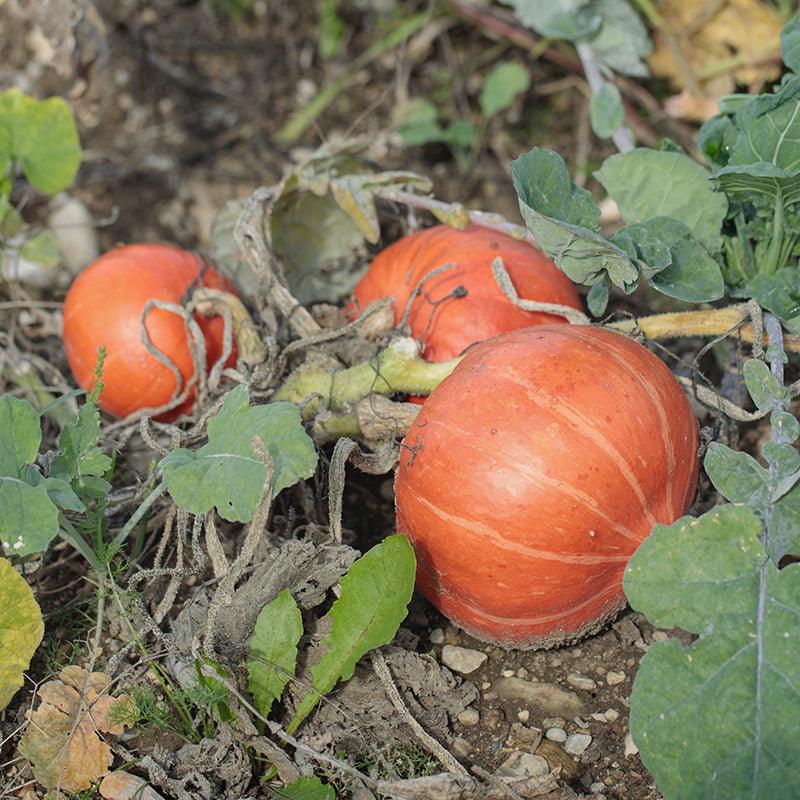 Red Kuri Winter Squash Growing on the vine 