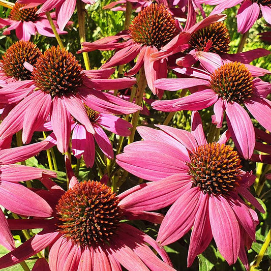 Blooming Pink Echinaceas 