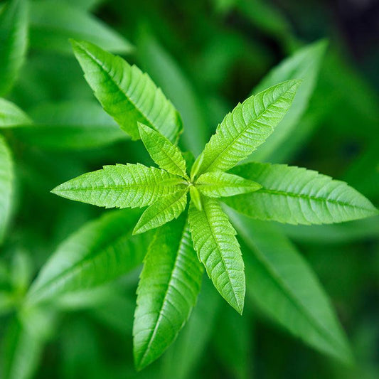 Lemon Verbena top down shot