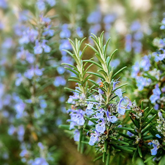 Rosemary blooming in herb garden 