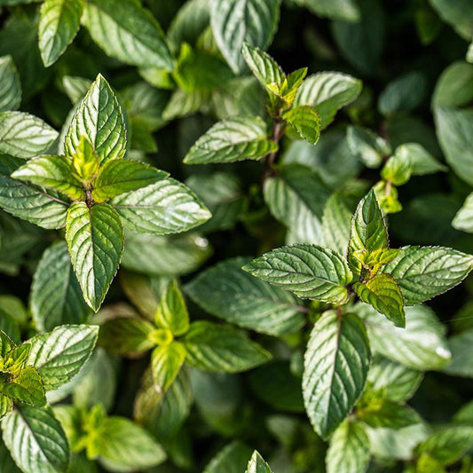 Top down view of Chocolate Mint plants 