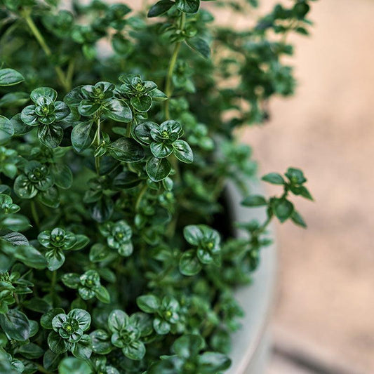 English Thyme growing in patio Garden 