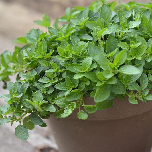 Organic Greek Oregano Fresh Starts Organic Farm