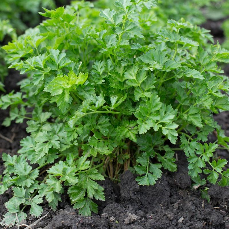 Organic Parsley - Grow Organic
