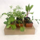 Organic Sugar Ann Snap Pea