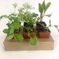Organic Vegetable and Herb Start Collection - Grow Organic