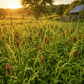 Peaceful Valley Dryland Clover and Grass Mix for soil cover