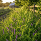 Peaceful Valley Dryland Hay Mix cover crop blend