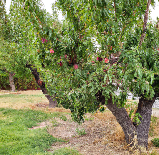 Panamint Nectarine Tree